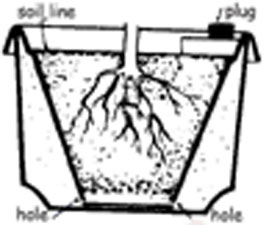 swift planter drawing